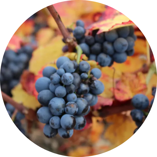 Bordeaux & sud-ouest